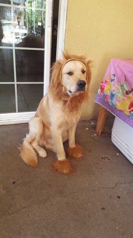 Golden Retriever Taco Lion Costume Golden Retriever Dog Life I Love