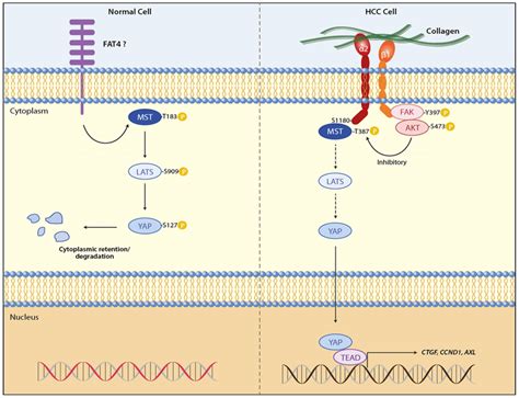 Ecm Adhesion Of Integrin Promotes Yap Mediated Transcription