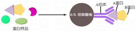 免疫共沉淀实验·基础篇 爱必信（上海）生物科技有限公司