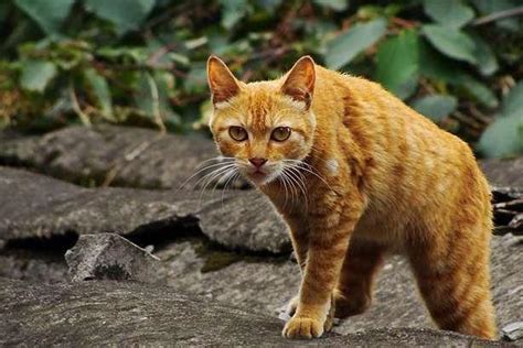 四川简州猫猫科猫属动物搜狗百科