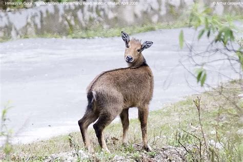 Himalayan Goral Nemorhaedus goral