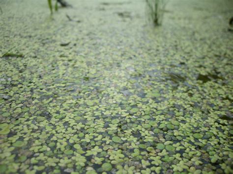 Duckweed By Flintofwitch On Deviantart