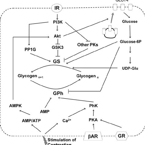 (PDF) Structure and Regulation of Yeast Glycogen Synthase