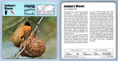 Jackson S Weaver Birds S Rencontre Safari Wildlife Card