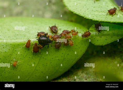 Many Aphids Under Citrus Plant Leaf Aphids Are Sucking Pest Which