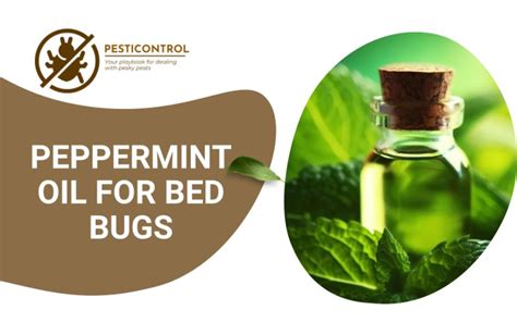 Peppermint Oil For Bed Bugs: Is It A Bed Bug Killer Or Repellent?