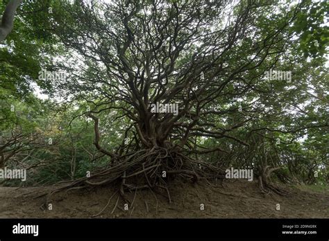 Thorn forest hi-res stock photography and images - Alamy