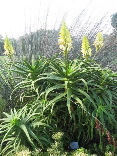 Trees Planet Aloe Arborescens Candelabra Aloe