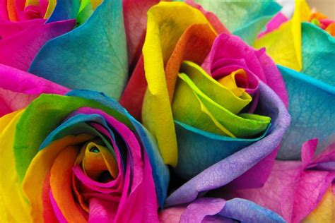 make your own real rainbow roses | Rainbow roses, Diy rainbow, Rainbow flowers