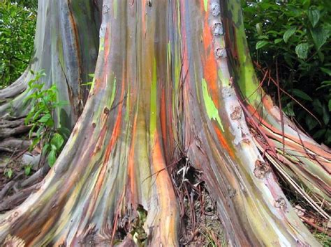 Eucalipto Arco Ris Saiba Tudo Sobre Essa Planta Guia Das Suculentas