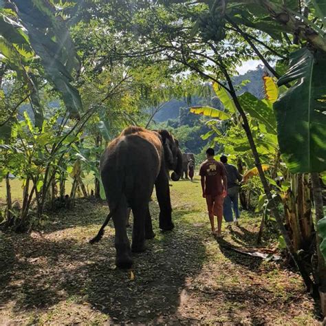 Los 9 Mejores Santuarios De Elefantes En Chiang Mai