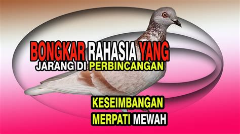 MERPATI LOVERS MELIHAT FISIK MERPATI BERPOTENSI BESAR MEJADI JUARA