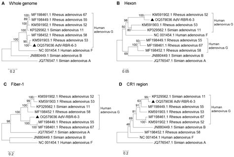 Viruses Free Full Text A Novel Simian Adenovirus Associating With