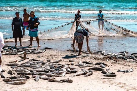 Pesca da Tainha Conheça Essa Tradição de Santa Catarina