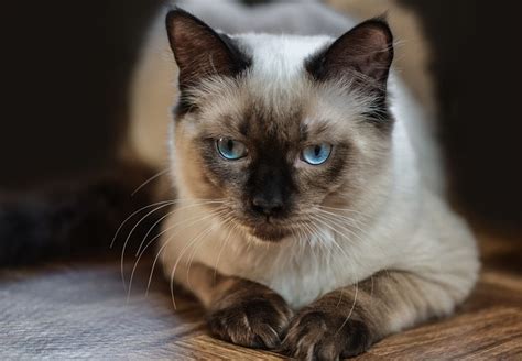 Are Ragdoll Cats Hypoallergenic The Truth About Ragdoll Cat Allergies