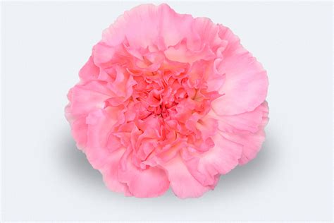 Colombia Direct One Dollar Carnations