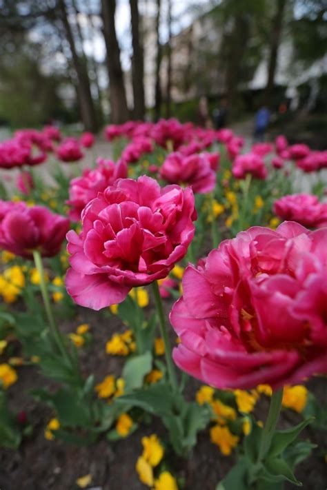 フリー写真画像: フラワー ガーデン, テラス, フロント ポーチ, アイビー, 植木鉢, 花, ツリー, ガーデン, 工場, 葉