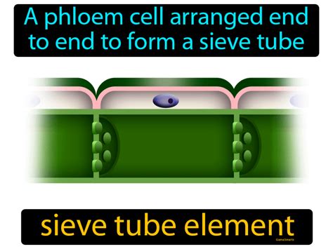 Sieve Tube Element Definition & Image | GameSmartz