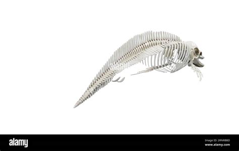 Dolphins Skeletal System Illustration Stock Photo Alamy