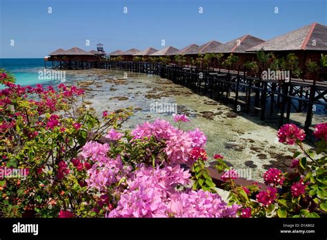 Malaysia Mabul Island Sipidan Water Village Bougainvillaea In