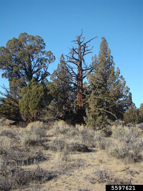 Western Juniper Juniperus Occidentalis