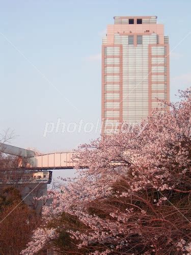 夕映えの千葉県庁と桜と千葉都市モノレール 写真素材 1979241 フォトライブラリー Photolibrary