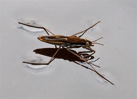 Bill Senior's Invertebrate Photographs: Pond skater (Gerris lacustris)