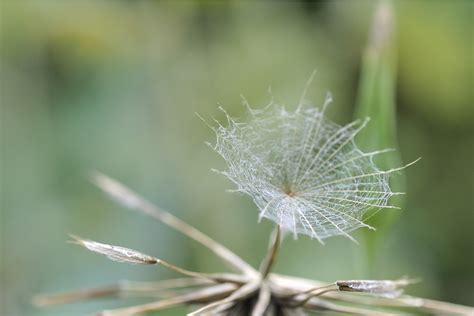 Pusteblume Samen Schirm Kostenloses Foto Auf Pixabay