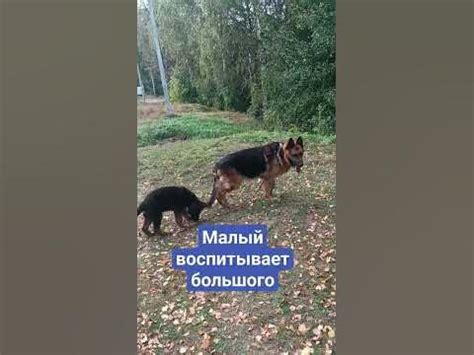 Лапик и Тим - YouTube
