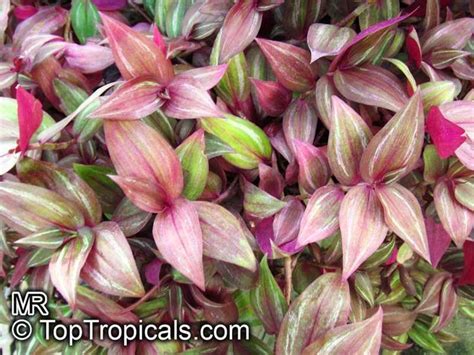 Хочу традесканцию - Мир растений | House plants, Exotic plants, Unusual ...