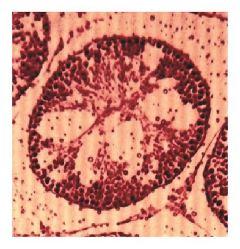 40X Hematoxylin Eosin Stain Histological Observations For The