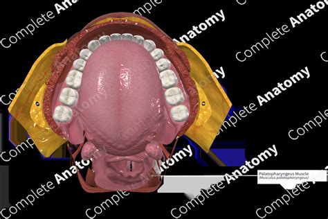 Palatopharyngeus Muscle | Complete Anatomy