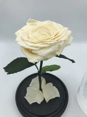 Роза в вакууме фото - 83 картинки