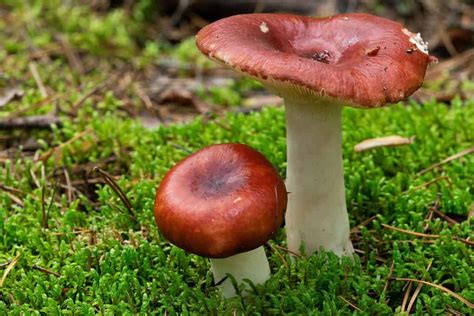 Russula Mushrooms A Complete Guide