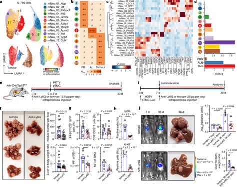 Neutrophil Heterogeneity And Depletion In Mouse Models A UMAP Plots