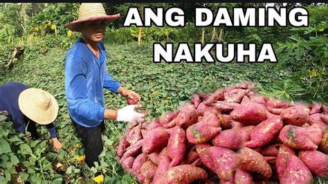 Walang Ubos Ang Laman Ng Kamote Dami Nahukay Na Swerte Na Naman Dami