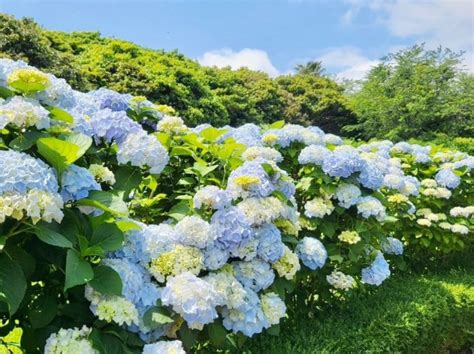 제주 민속촌 수국축제 카멜리아힐 수국길 제주도 휴애리 자연생활공원 제주 수국명소 6월 제주도 2박3일 여행코스 네이버 블로그