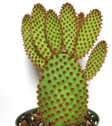 Opuntia Microdasys Rufida Kv Tin Stv Plantica