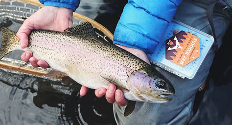 Rainbow Trout Fishing: Techniques, Bait and Gear - TRIZILY.COM