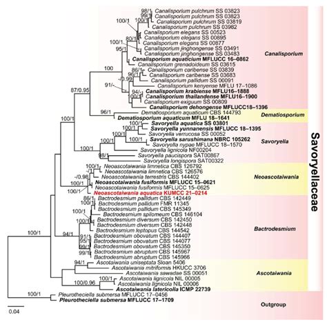 Phylogram Generated From Maximum Likelihood Analysis Raxml Based On