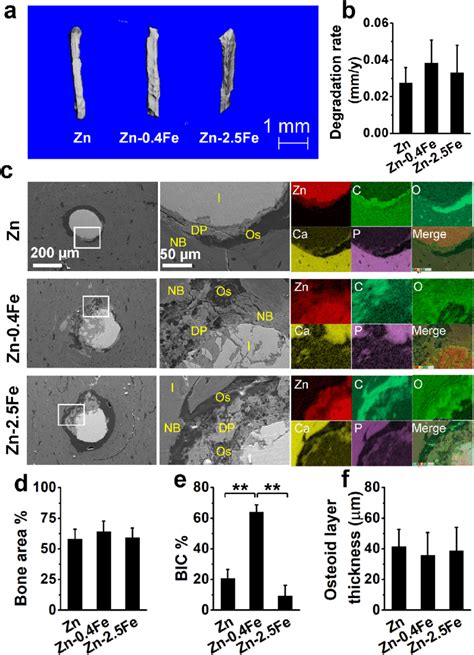 In Vivo Degradation And Bone Formation Of Pure Zn And Zn Fe Alloys When