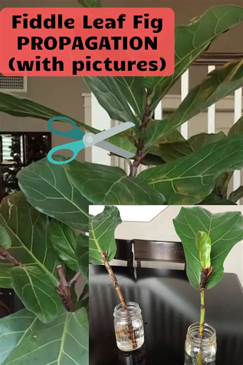 Propagate Fiddle Leaf Fig Artofit