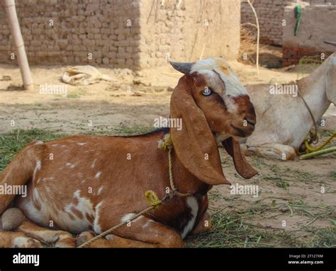 Close up of the Barbari goat eating grass in farm. Goat grazing in farm ...