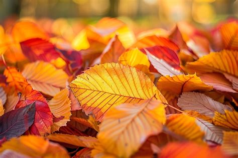 Choisir Les Meilleures Feuilles Pour Un Compost De Qualit Astuces