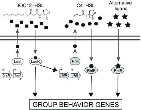 The Pseudomonas Aeruginosa Luxr I Type Qs Circuit Schematic Of The