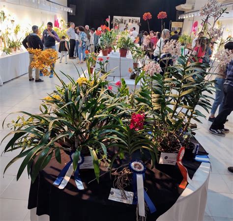 La 20º Exposición de Orquídeas se llevará a cabo este fin de semana en