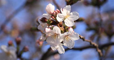 Cherry blossom at the park in Tokyo closeup 45679258 Stock Video at ...