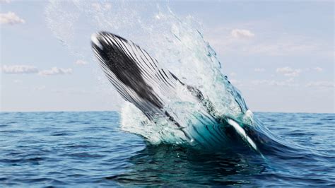 humpback whale jump | CGTrader