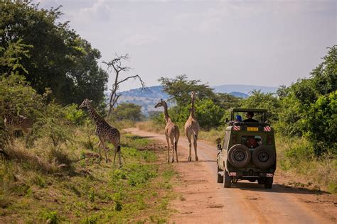 1 Day Akagera National Park Safari Rwanda Safaris Tours