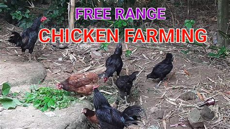 Free Range Poultry Farming Desi Murgi Palan Free Range Shorts Youtube